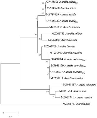 Asexual reproduction strategies in the moon jellyfish Aurelia (Cnidaria: Scyphozoa)